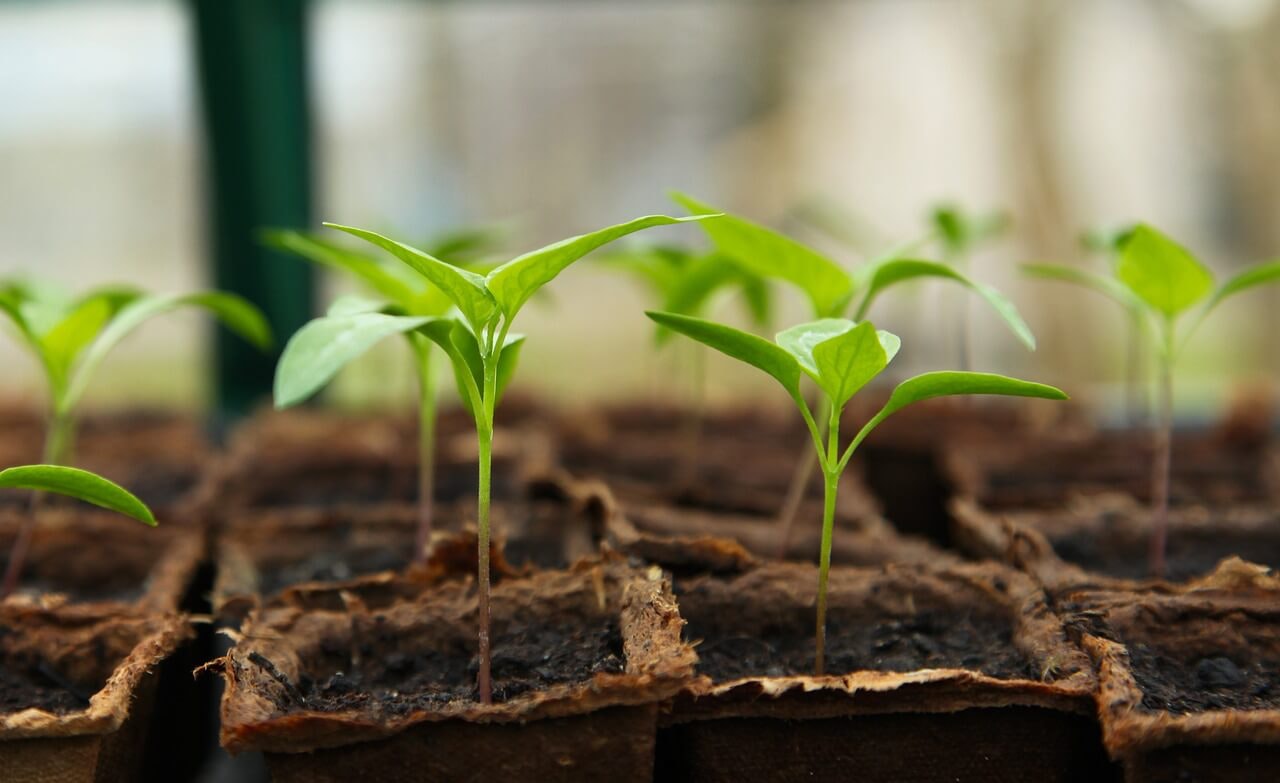 terricci per piantare un giardino