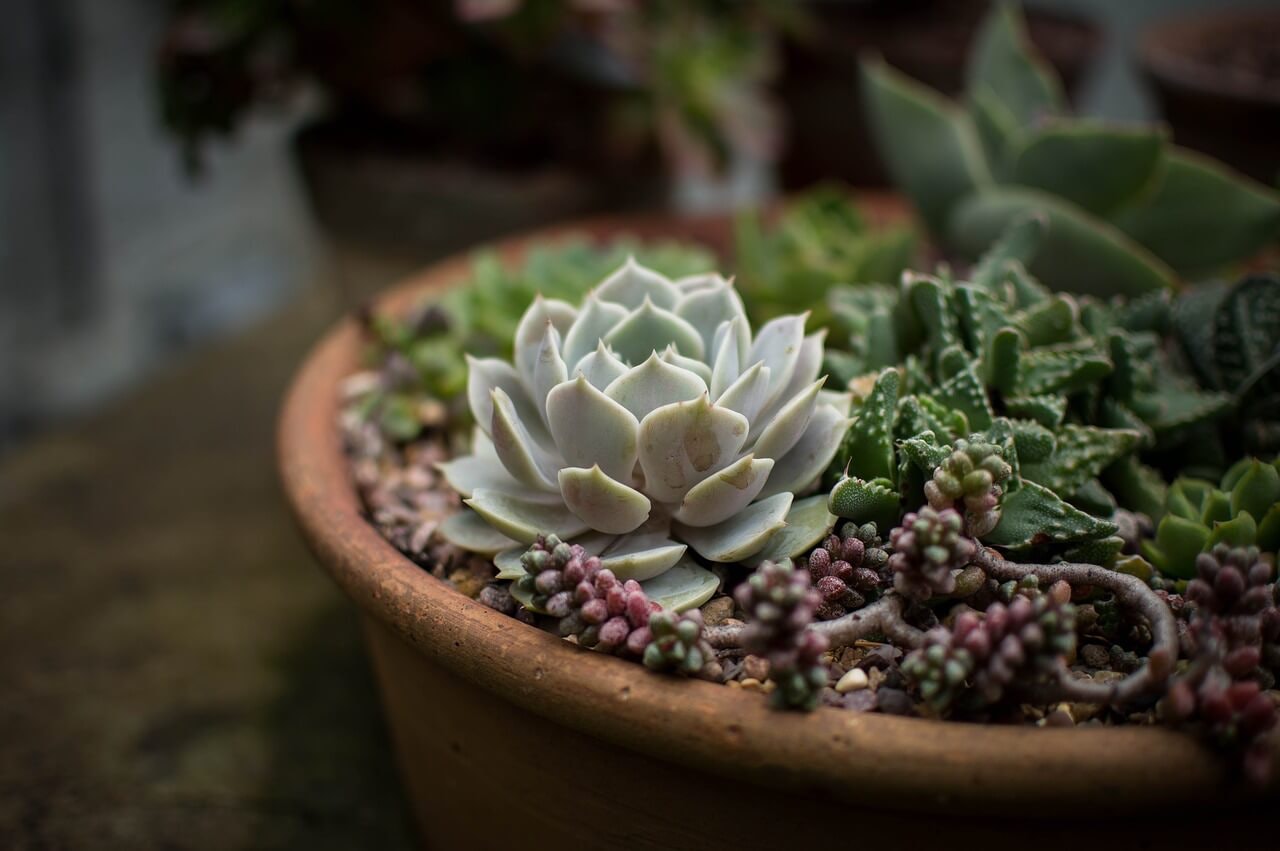 cura succulenta