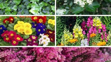 Photo of +15 piante autunnali per il giardino