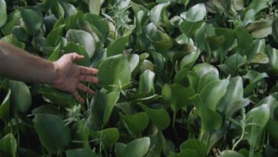 Photo of Camalote: pianta molto invasiva