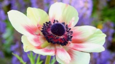 Photo of Cura dell’anemone coronarico