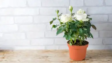 Photo of Come prendersi cura di un cespuglio di rose in vaso