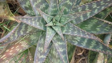 Photo of Tipi di aloe vera