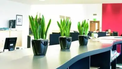 Photo of Le migliori piante per l’ufficio
