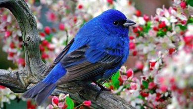 Photo of Alberi che attirano gli uccelli nel tuo giardino