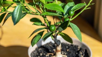 Photo of Alberi da frutto in vaso: come coltivarli