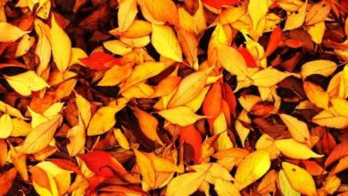 Photo of L’importanza di rimuovere le foglie dal pavimento del giardino