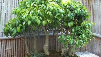 Photo of Bonsai ficus benjamina: cura