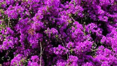 Photo of 10 fiori viola