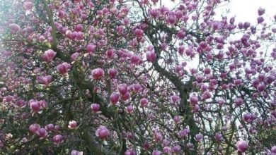 Photo of Coltiva la magnolia liliflora