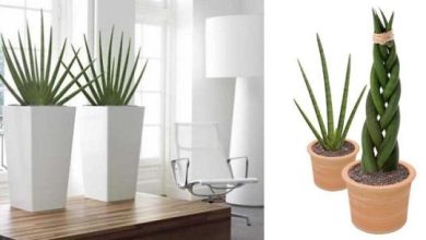 Photo of Sansevieria cilindrica