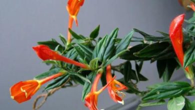 Photo of Piante da interno in fiore