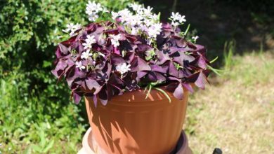 Photo of Oxalis triangularis: cura