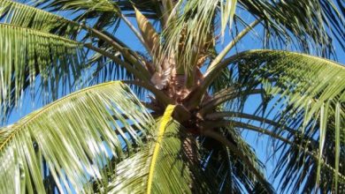 Photo of Palme da interno: nomi, caratteristiche, cure e foto