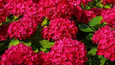 Photo of Come cambiare il colore delle ortensie