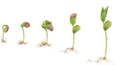 Photo of Come creare un germinatore