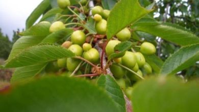 Photo of Come prendersi cura degli alberi da frutto
