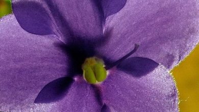 Photo of Cura viola