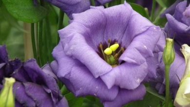 Photo of Coltiva i fiori di lisianthus