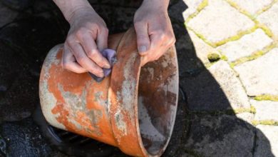 Photo of Muffa bianca nel terreno delle piante: perché esce e come eliminarla