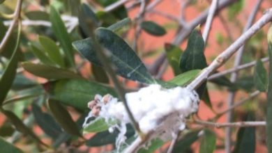 Photo of Elimina la cocciniglia cotonosa: trattamento e rimedi casalinghi