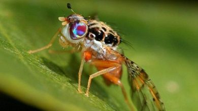 Photo of Come sbarazzarsi della mosca della frutta