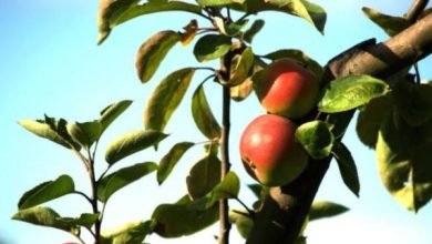 Photo of Moltiplicazione degli alberi da frutto per talea legnosa