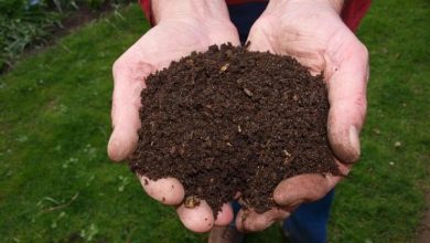 Photo of Come fare un fertilizzante organico per piante fatto in casa