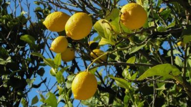 Photo of Potare un albero di limoni: come e quando farlo