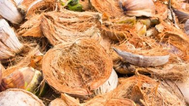 Photo of Fibra di cocco per piante: proprietà e come prepararla