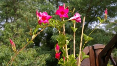 Photo of Dipladenia o mandevilla: cura