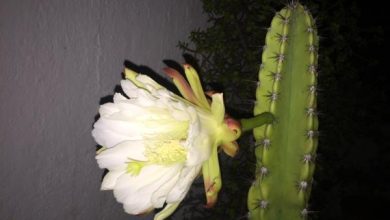 Photo of Cura del cactus San Pedro