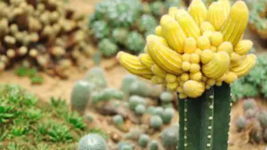 Photo of Innesto di cactus: come farlo e come prendersene cura