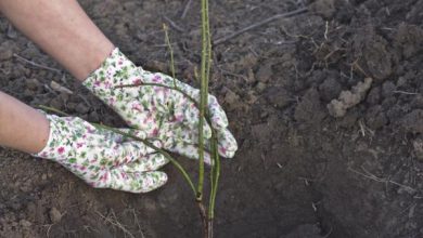 Photo of Piantare talee di rose: preparazione e come farlo