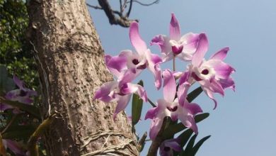 Photo of Come piantare le orchidee