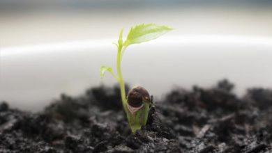 Photo of Germinare i semi di mela: come farlo e come prendersene cura