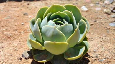 Photo of Piante succulente: come farlo