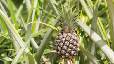 Photo of Quanto tempo impiega un ananas a crescere?