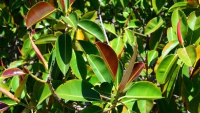 Photo of Come potare un ficus