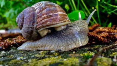 Photo of Come sbarazzarsi di lumache e lumache in modo naturale