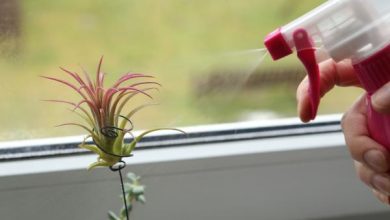 Photo of Tillandsia Care