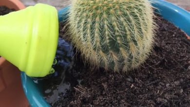 Photo of Cactus d’acqua: quante volte e come farlo