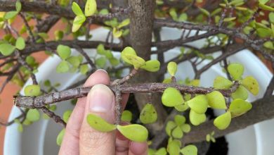 Photo of Come prendersi cura di un albero dell’abbondanza