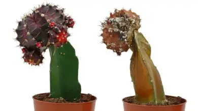 Photo of Come far rivivere un cactus