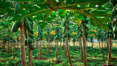 Photo of Come piantare la papaia