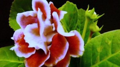 Photo of Cura della gloxinia