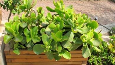 Photo of Coltiva piante grasse o succulente