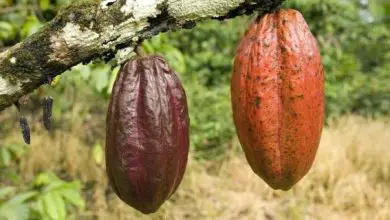 Photo of Come coltivare cacao e cioccolato in casa