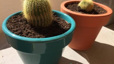 Photo of Trapiantare un cactus: come e quando farlo