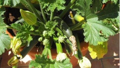 Photo of Coltiva le zucchine in una pentola